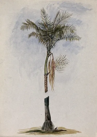 A palm (Euterpe species) in Guyana: crown of leaves, fruit and stem base