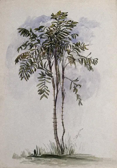 A palm tree (Bactris species) in Guyana
