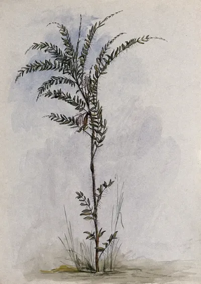 A palm tree (Desmoncus horridus Splitg