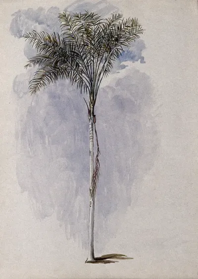 A palm tree found on the River Wenamu, Guyana