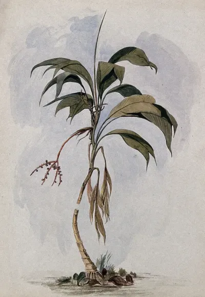 A palm tree (Geonoma species) in Guyana