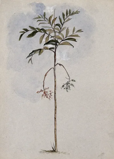 A palm tree (Iriartella setigera (Mart.) H