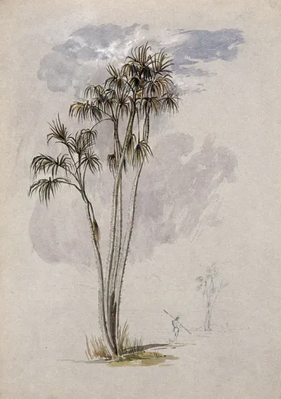 A palm tree (Mauritiella armata (Mart.) Burret) in Guyana with a man and smaller palm in the distance