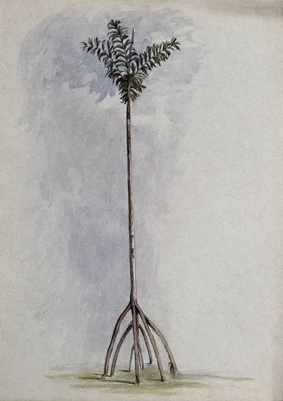 A palm tree (Socratea exorrhiza (Mart.) H