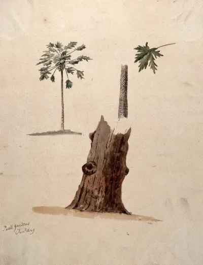 A palm tree with detailed paintings of the trunk and leaf