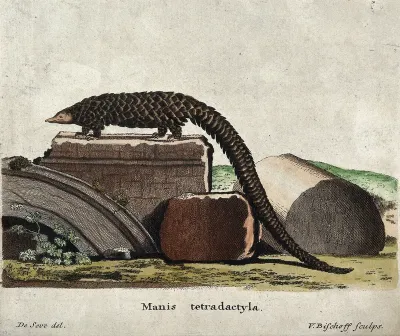 A pangolin or scaly anteater