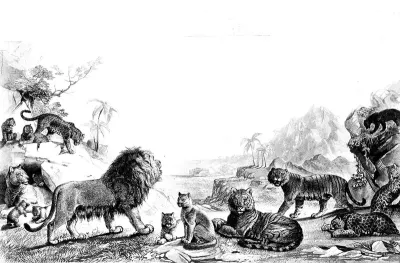 A panoramic display of big cats