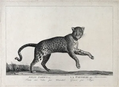 A panther. Etching by S. C. Miger, ca. 1808, after N. Maréchal
