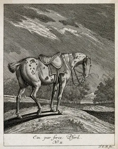 A par-force horse with a docked tail in a paddock