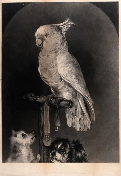 A parrot on a stand is holding a dog's collar with its claws; two small terriers look up hoping the parrot will release it