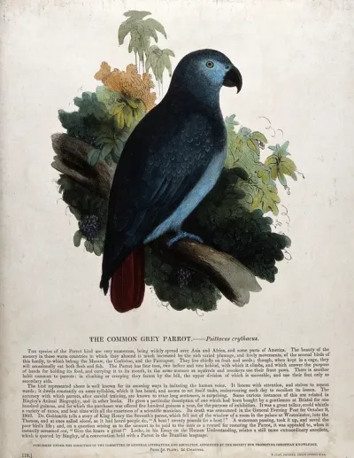 A parrot sitting on a branch of a tree in the rainforest