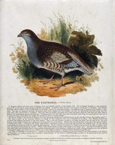 A partridge sitting in a meadow