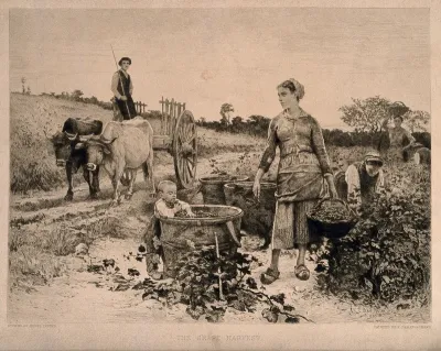 A pastoral scene with women picking grapes and a man on an ox-cart