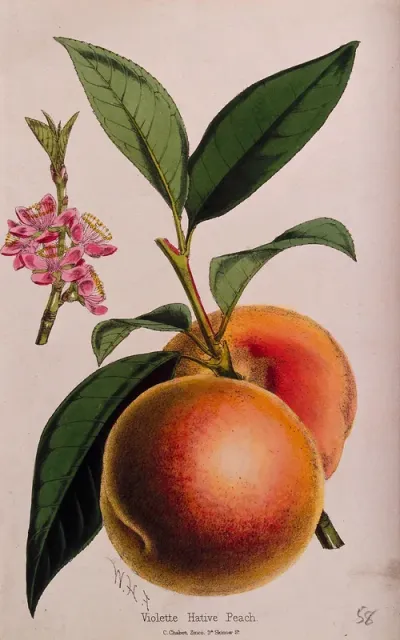 A peach plant (Prunus persica): flowering and fruiting stems