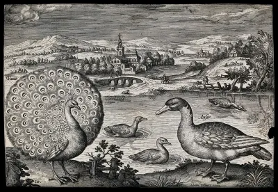 A peacock and goose set in natural surroundings