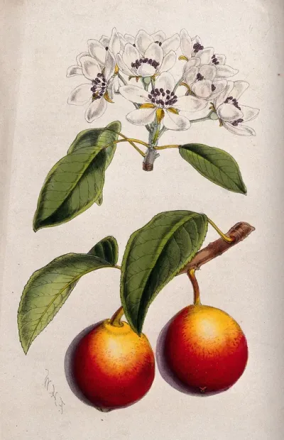 A pear plant (Pyrus communis): flowering and fruiting stems