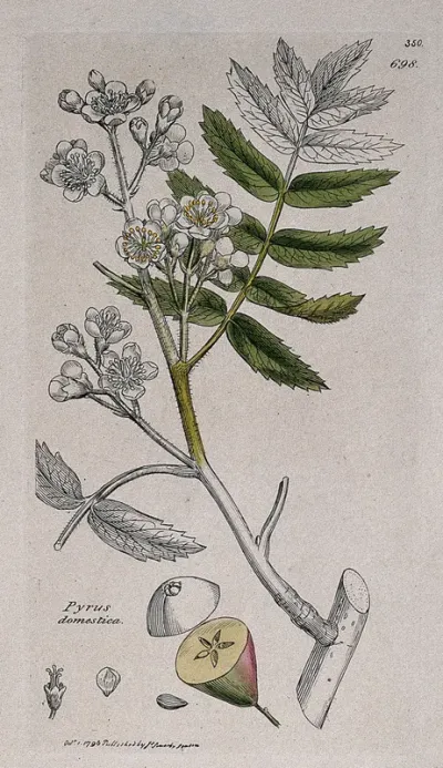A pear tree (Pyrus domestica): flowering stem, fruit and floral segments