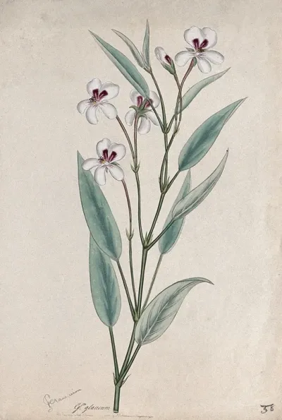 A pelargonium (Pelargonium glaucum): flowering stem