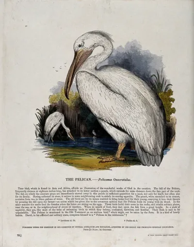 A pelican standing in front of a lake in which two other pelicans are already hunting for food