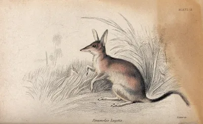 A perameles (small marsupial of the family peramelidae) sitting in a patch of grass