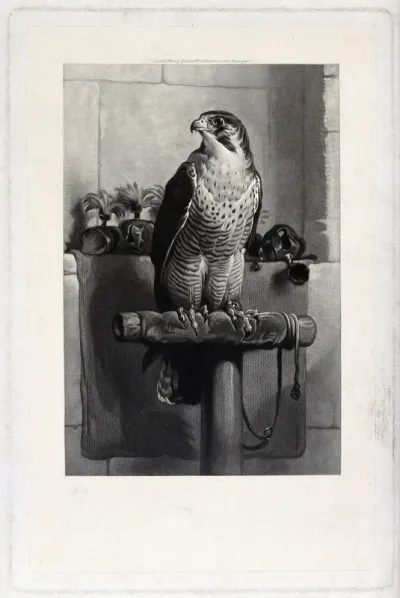 A peregrine falcon surrounded by harnesses used in falconry