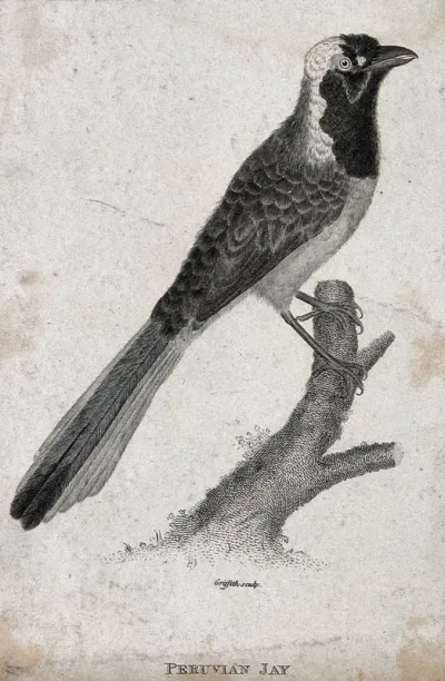 A Peruvian Jay sitting on a branch of a tree