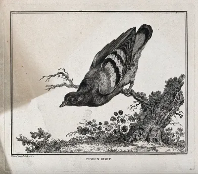 A pigeon perched on the branch of a dead tree