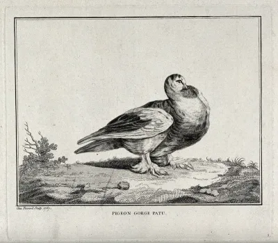 A pigeon standing on a rocky patch