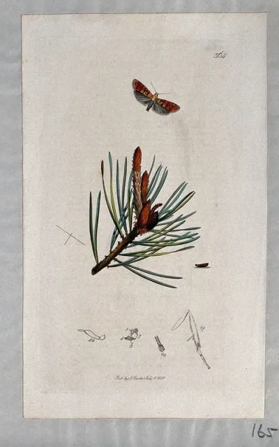 A pine tree shoot (Pinus species) with an associated moth, its caterpillar and its anatomical segments