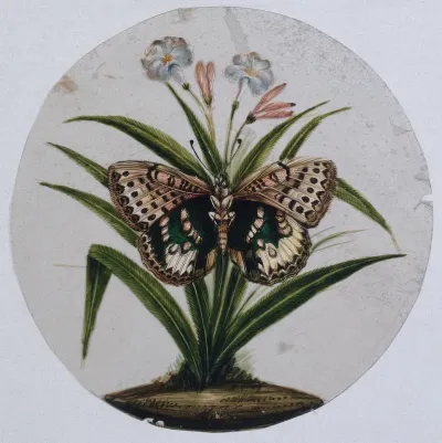 A pink, brown and green spotted butterfly