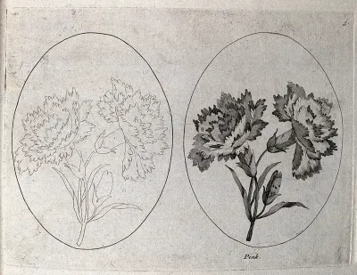A pink (Dianthus species): two flowering stems, one in outline only