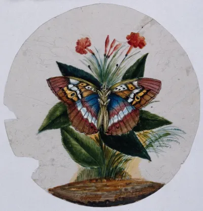 A pink, yellow, white and blue butterfly hovering near a flower