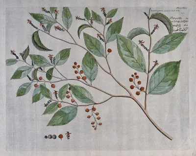A plant (Acalypha paniculata): branch with flowers and fruit, separate flowers and fruit and cross-section of fruit with seed