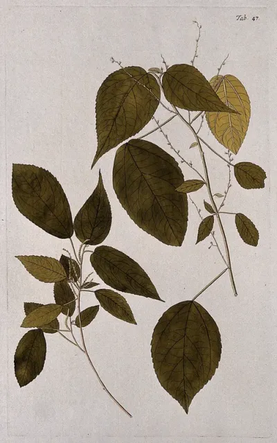 A plant (Acalypha villosa Jacq.) related to Indian nettle: separate flowering and fruiting stems