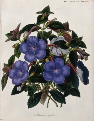 A plant (Achimenes longiflora): flowering stems