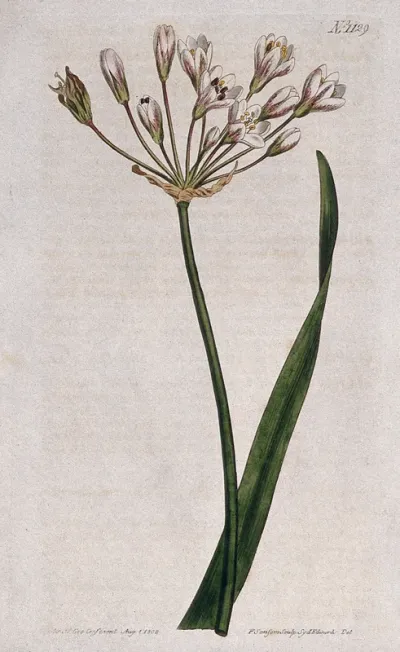 A plant (Allium angulosum): flowering stem and leaf
