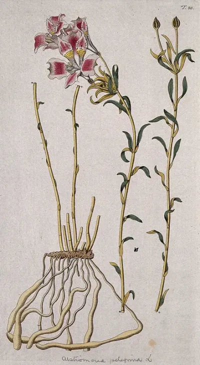 A plant (Alstroemeria pelegrina) related to peruvian lily