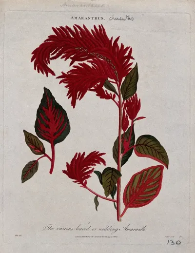 A plant (Amaranthus cruentus): flowering stem