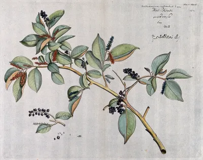 A plant (Antidesma sylvestris Lam.): large and small branches with flowers and fruit and separate fruit