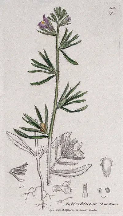 A plant (Antirrhinum orontium) related to snapdragon: flowering stem, roots and floral segments
