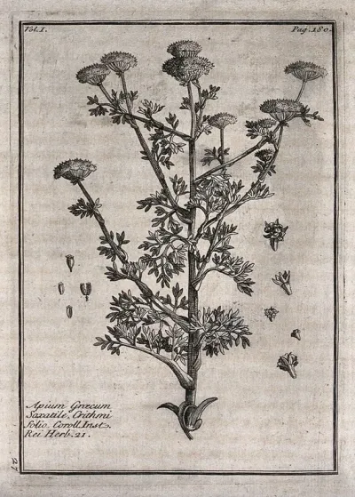 A plant (Apium graecum): flowering stem with floral segments