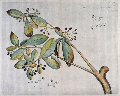 A plant (Ardisia solanacea): branch with flowers and fruit and separate flowers, fruit and seeds