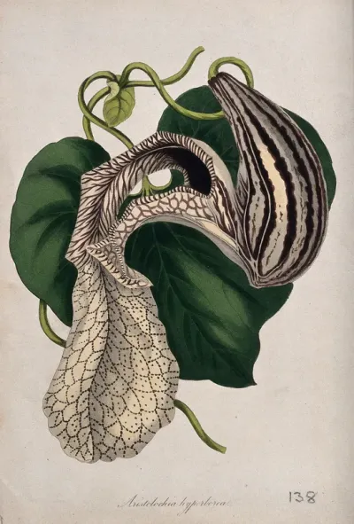 A plant (Aristolochia hyperborea) related to birthwort: flowering stem