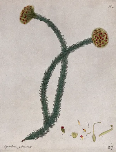 A plant (Aspalathus glomerata): flowering stem with floral segments