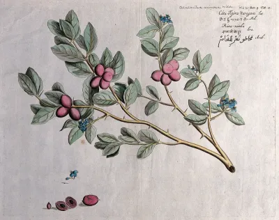 A plant (Atalantia spinosa): branch with flowers and fruit, cross-section of fruit, seed and style