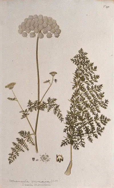 A plant (Athamanta pyrenaica Jacq.) related to candy carrot: flowering stem with separate leaf, section of stem, flower and fruit