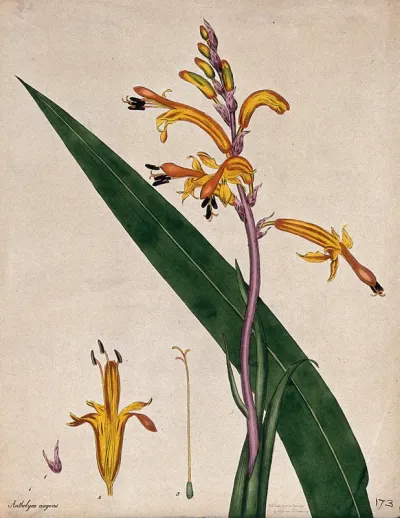 A plant (Babiana ringens): flower, leaf and floral segments