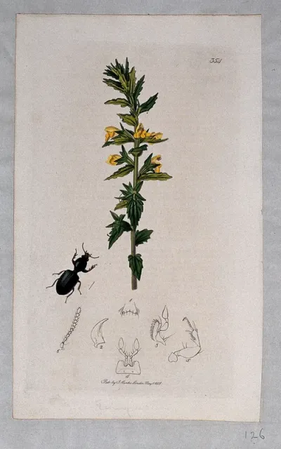 A plant (Bartsia viscosa) with an associated beetle and its anatomical segments