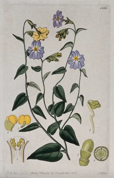 A plant (Browallia cordata): flowering stem and floral segments