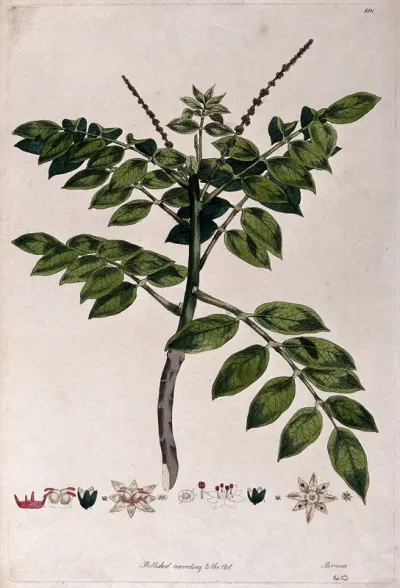 A plant (Brucea species): flowering stem with floral segments